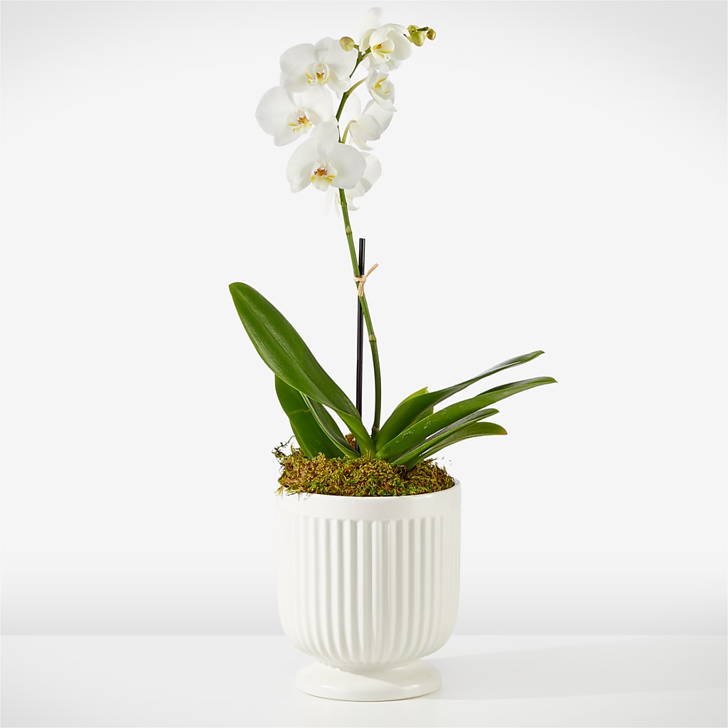Whispering White Orchid – Flowersonsunday.com, Tontitown AR