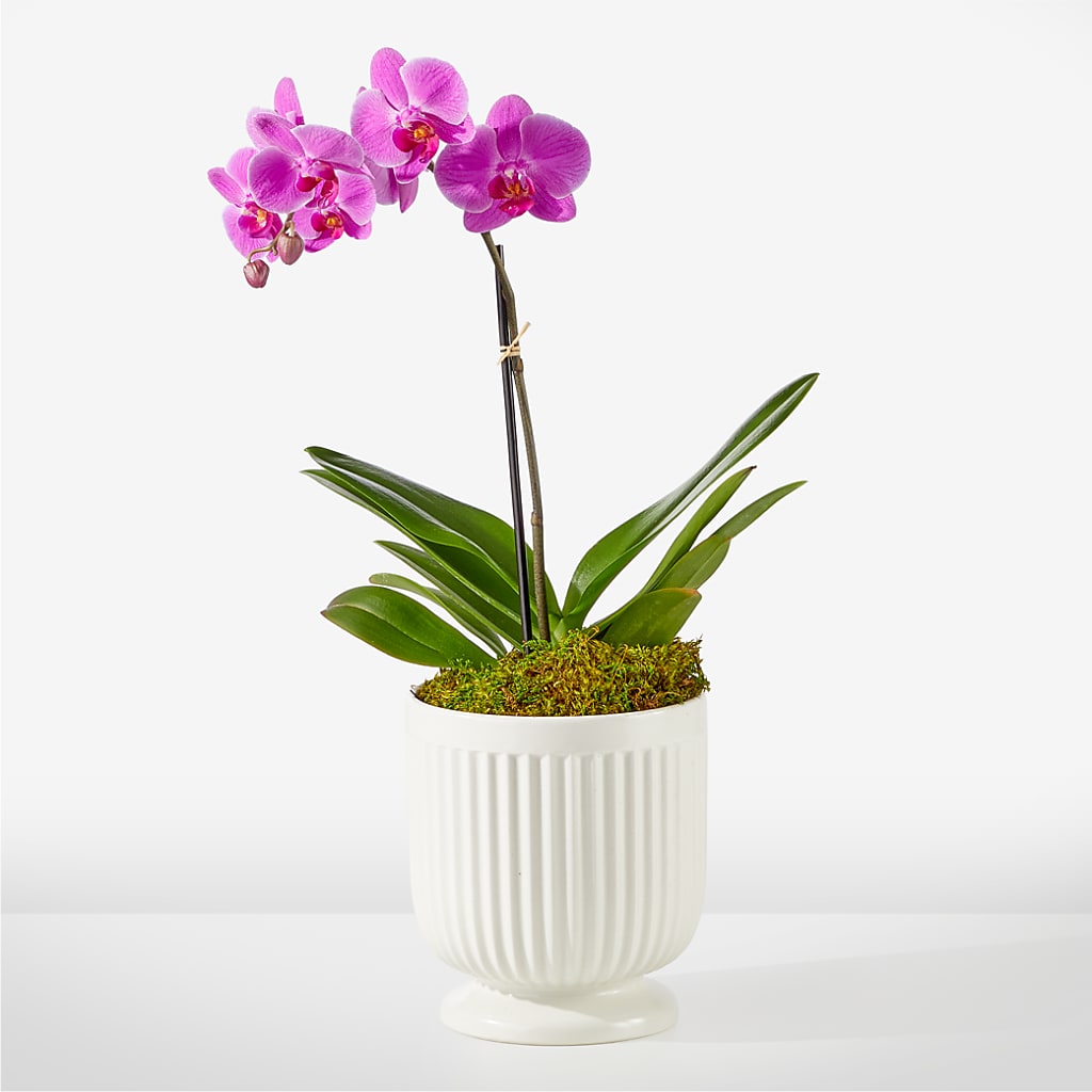 Friendly Fuchsia Orchid – Flowersonsunday.com, Tontitown AR