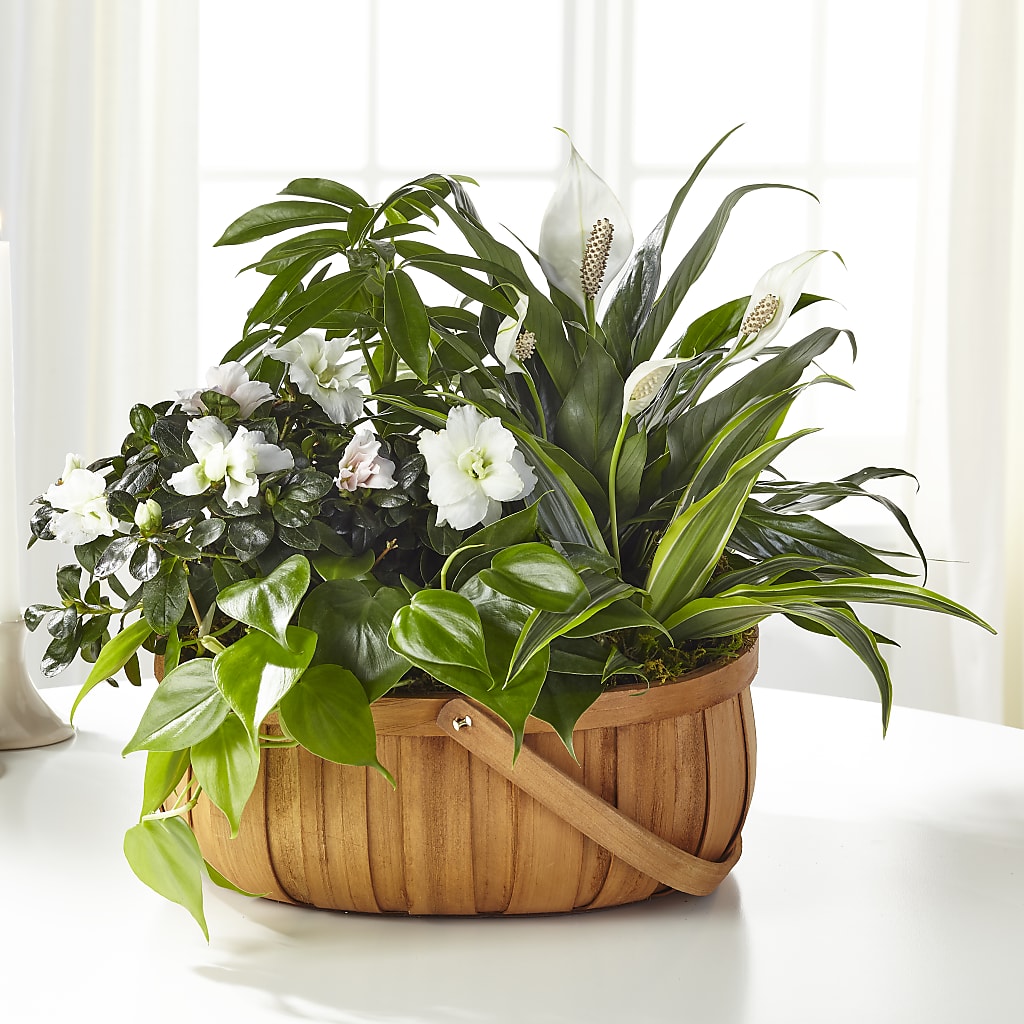 Serene Dishgarden – Flowersonsunday.com, Tontitown AR