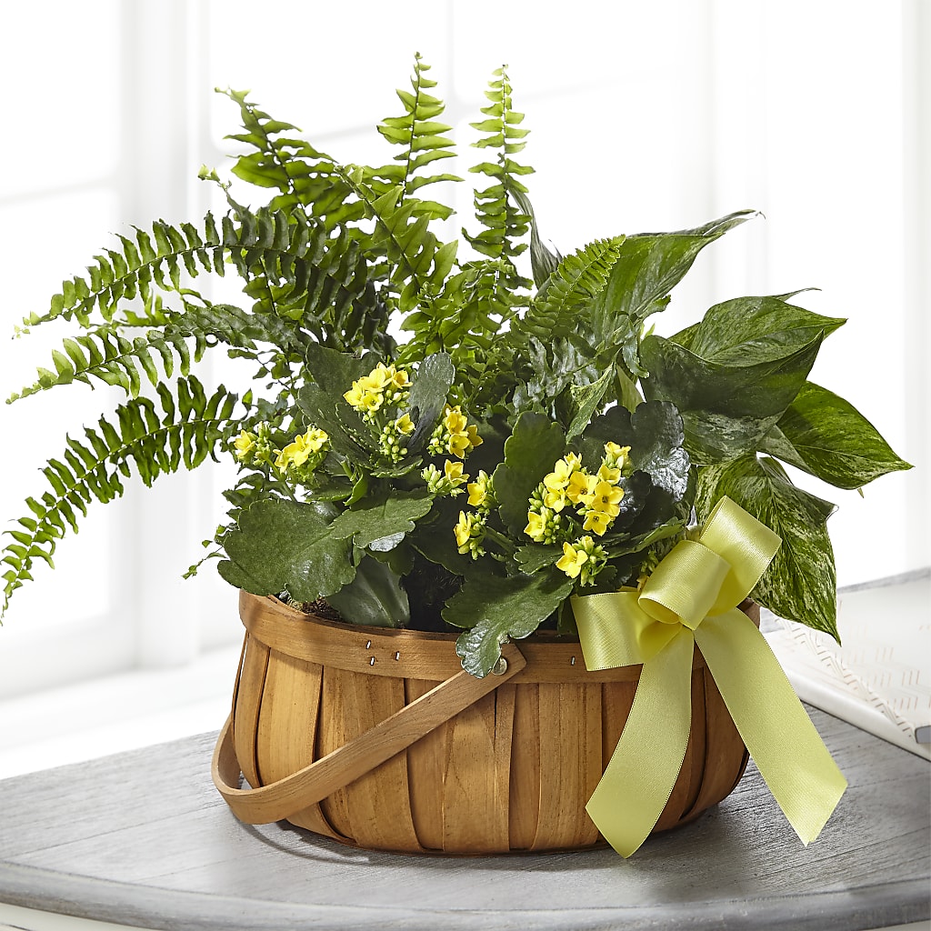 Always Dear Dishgarden – Flowersonsunday.com, Tontitown AR