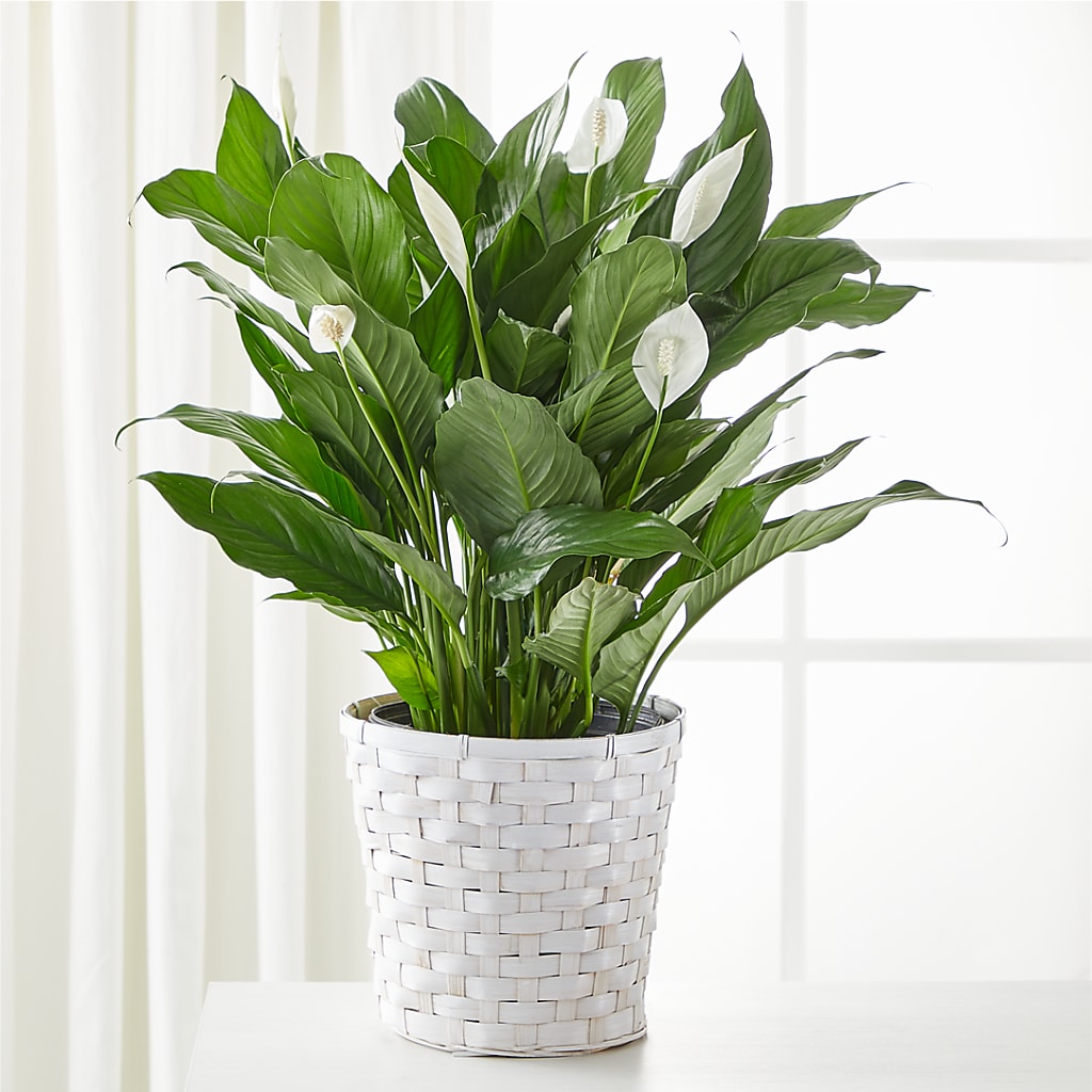 A New Leaf Peace Lily – Flowersonsunday.com, Tontitown AR