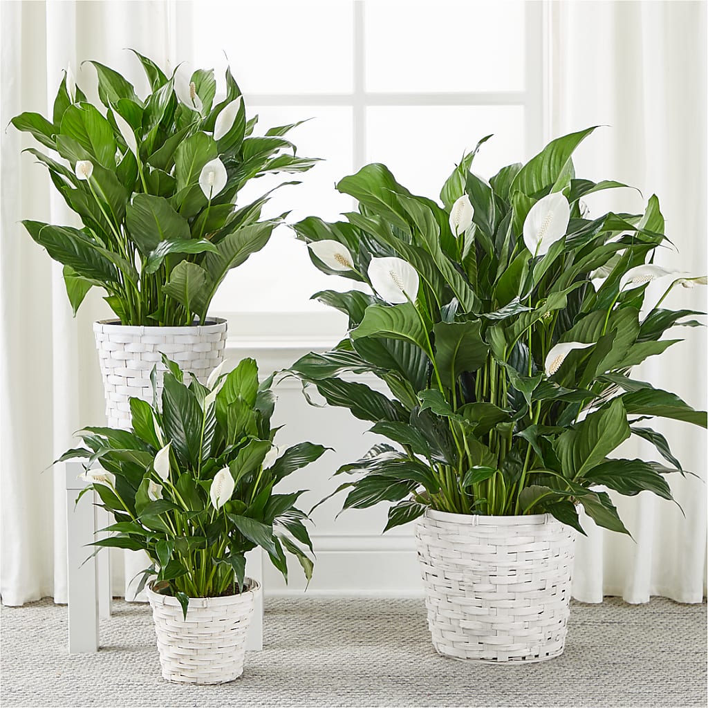 A New Leaf Peace Lily – Flowersonsunday.com, Tontitown AR