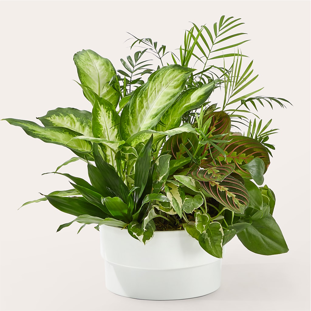 Radiating Positivity Dishgarden – Flowersonsunday.com, Tontitown AR