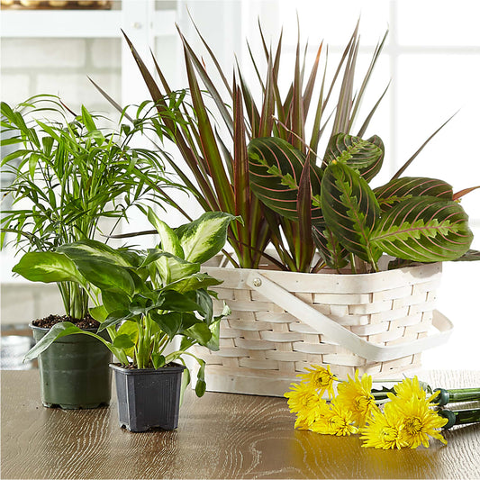 Florist Designed Blooming and Green Plants in a Basket –  Flowersonsunday.com, Tontitown AR
