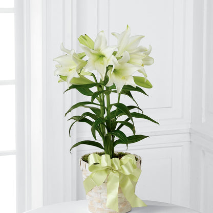 Easter Lily Plant –  Flowersonsunday.com, Tontitown AR