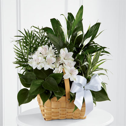 Peace & Serenity Dishgarden –  Flowersonsunday.com, Tontitown AR