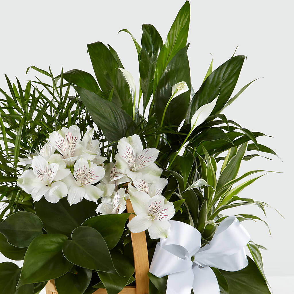 Peace & Serenity Dishgarden –  Flowersonsunday.com, Tontitown AR