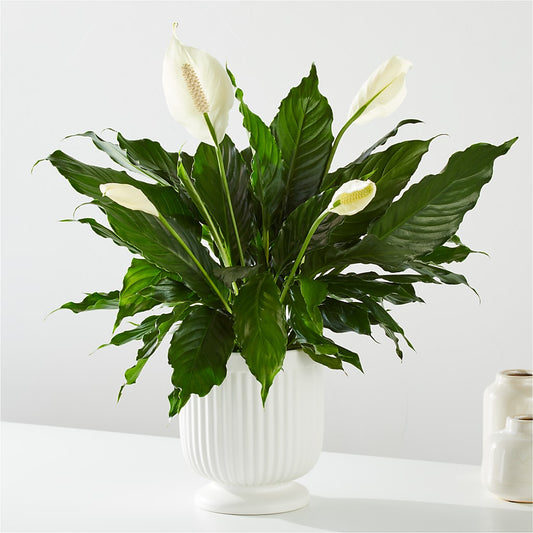 Comfort Planter –  Flowersonsunday.com, Tontitown AR