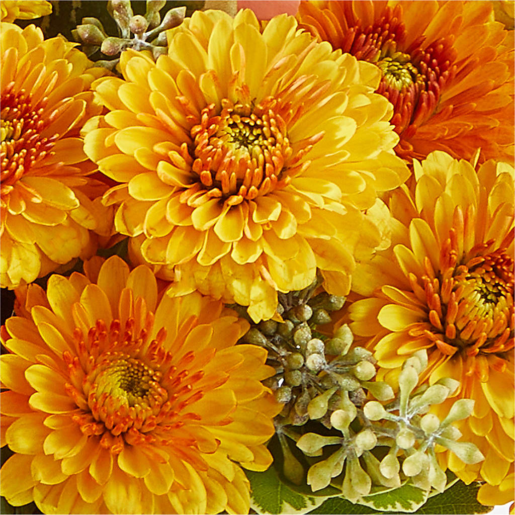 Peachy Pumpkin –  Flowersonsunday.com, Tontitown AR