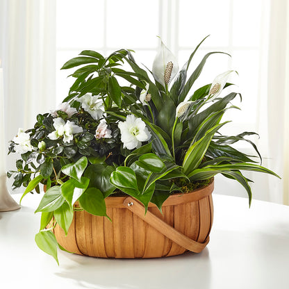 Serene Dishgarden –  Flowersonsunday.com, Tontitown AR