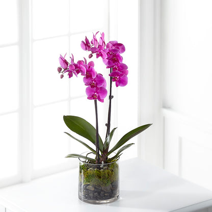Pink Orchid Plant –  Flowersonsunday.com, Tontitown AR