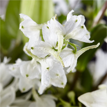 Classic Ivory – A Florist Original –  Flowersonsunday.com, Tontitown AR